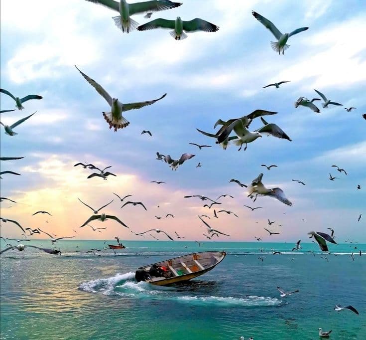 زیباییهای بندر کنگان